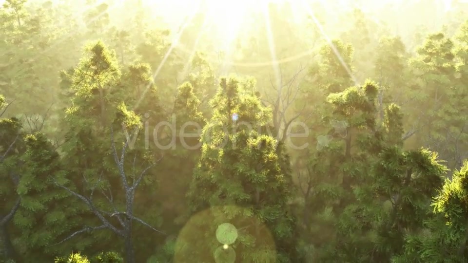 Green Forest at Sunset Videohive 19182657 Motion Graphics Image 3