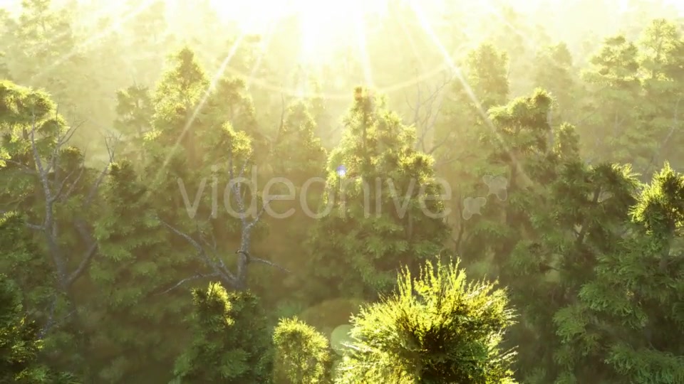 Green Forest at Sunset Videohive 19182657 Motion Graphics Image 4