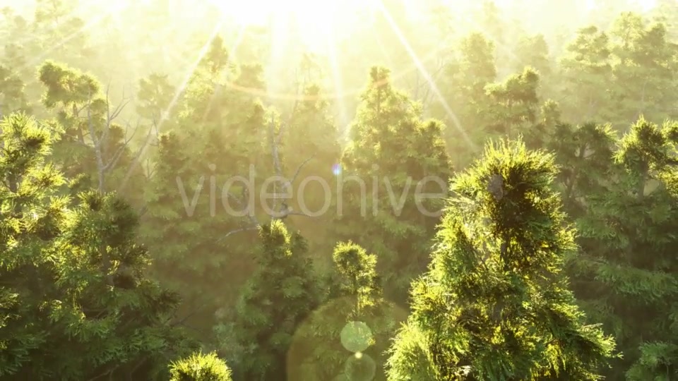 Green Forest at Sunset Videohive 19182657 Motion Graphics Image 5