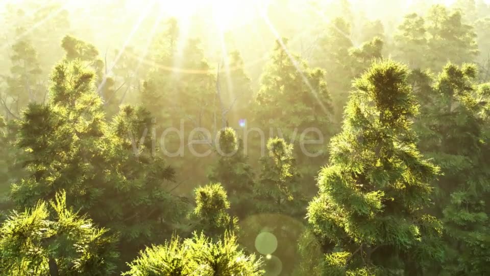 Green Forest at Sunset Videohive 19182657 Motion Graphics Image 6