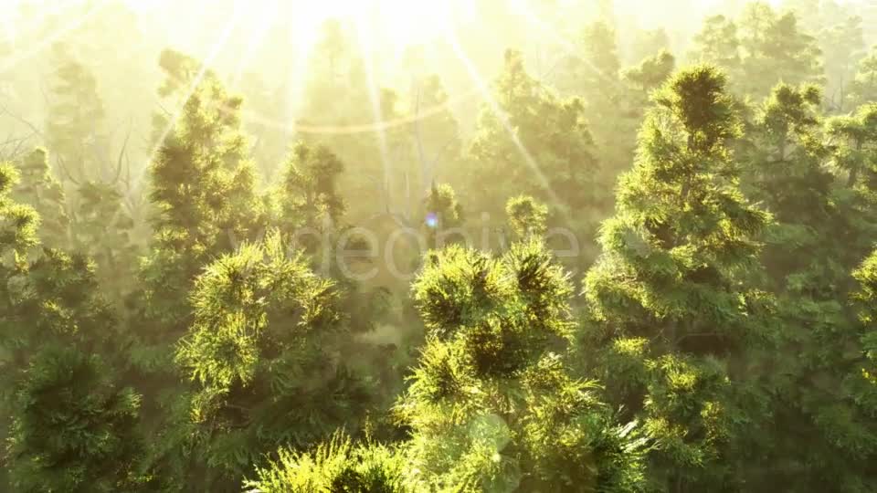 Green Forest at Sunset Videohive 19182657 Motion Graphics Image 7