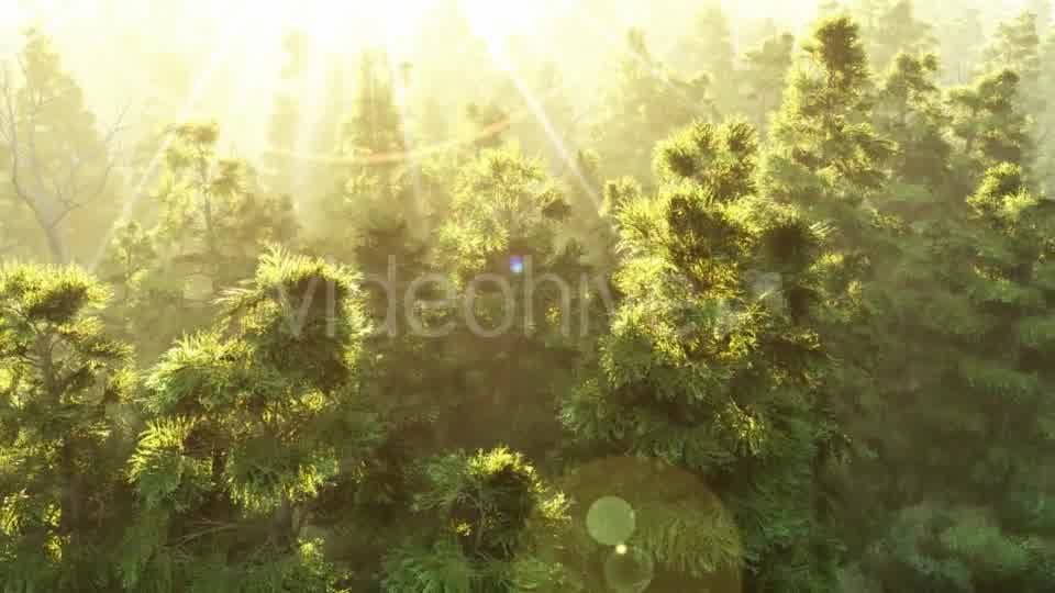 Green Forest at Sunset Videohive 19182657 Motion Graphics Image 9