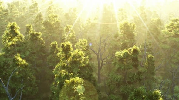 Green Forest at Sunset - Download Videohive 19182657