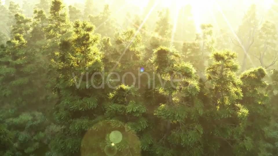 Green Forest at Sunset Videohive 19072667 Motion Graphics Image 1