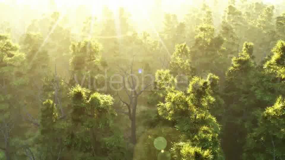 Green Forest at Sunset Videohive 19072667 Motion Graphics Image 10