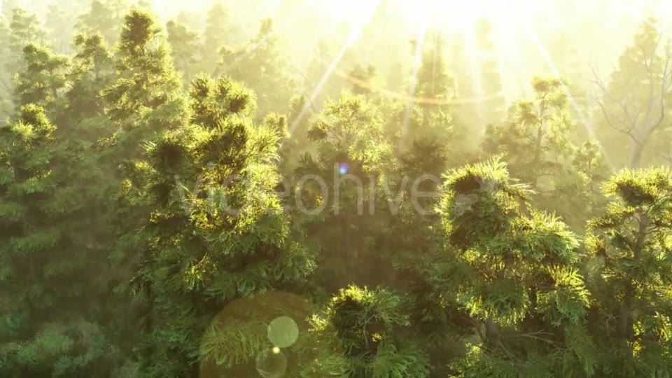 Green Forest at Sunset Videohive 19072667 Motion Graphics Image 2