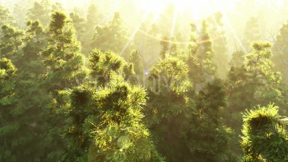 Green Forest at Sunset Videohive 19072667 Motion Graphics Image 3