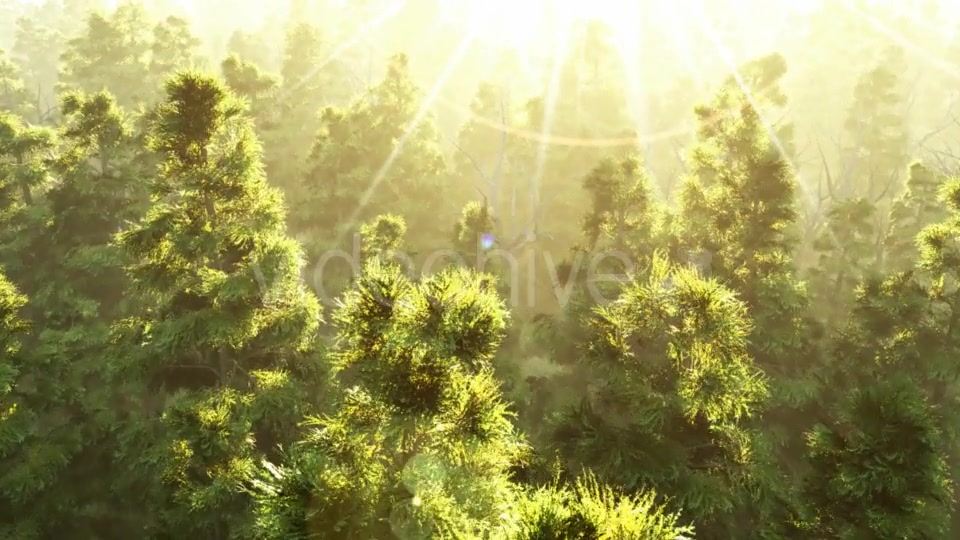 Green Forest at Sunset Videohive 19072667 Motion Graphics Image 4