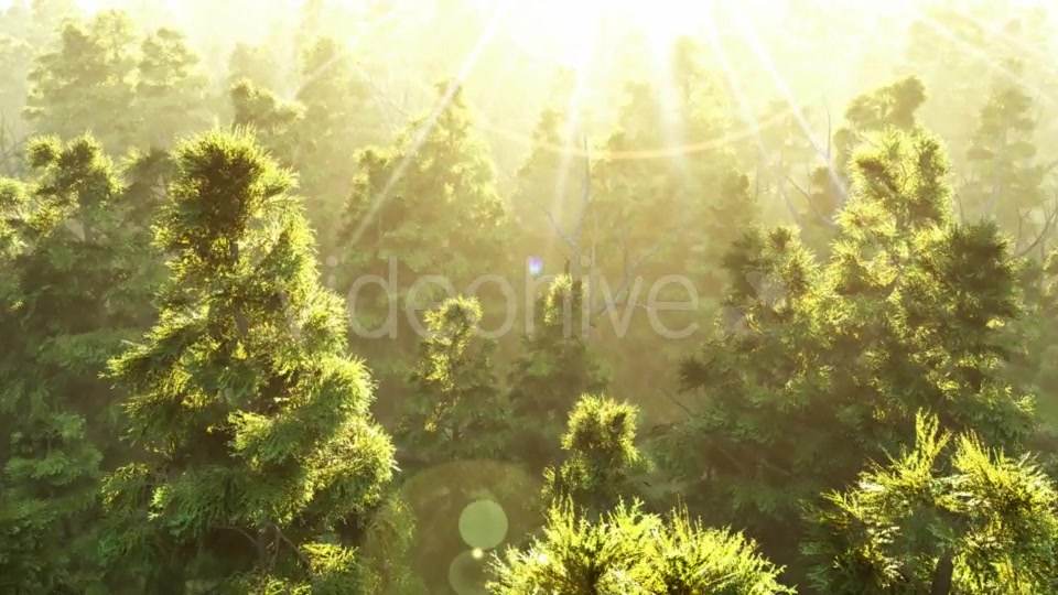 Green Forest at Sunset Videohive 19072667 Motion Graphics Image 5