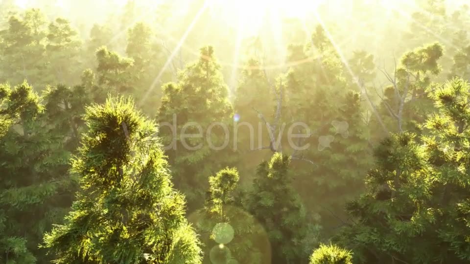 Green Forest at Sunset Videohive 19072667 Motion Graphics Image 6