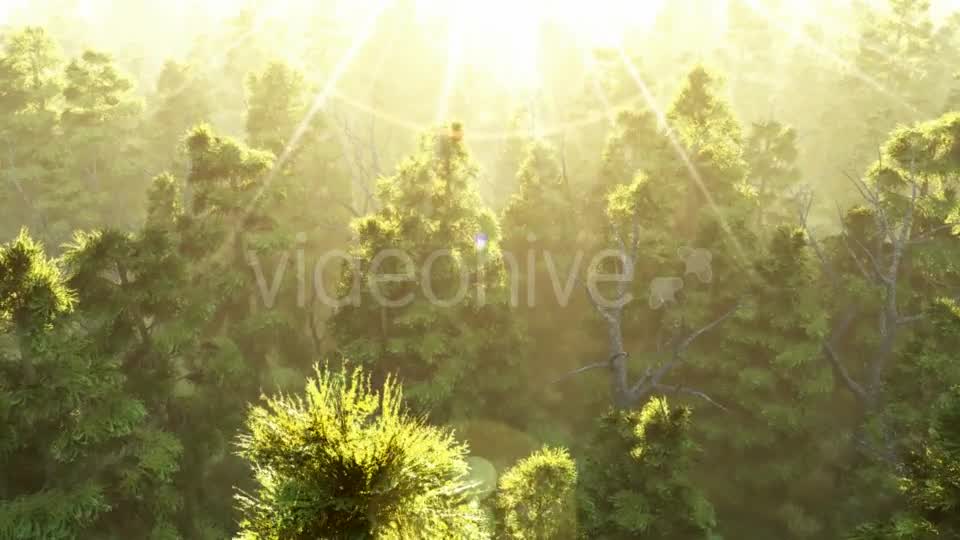 Green Forest at Sunset Videohive 19072667 Motion Graphics Image 7