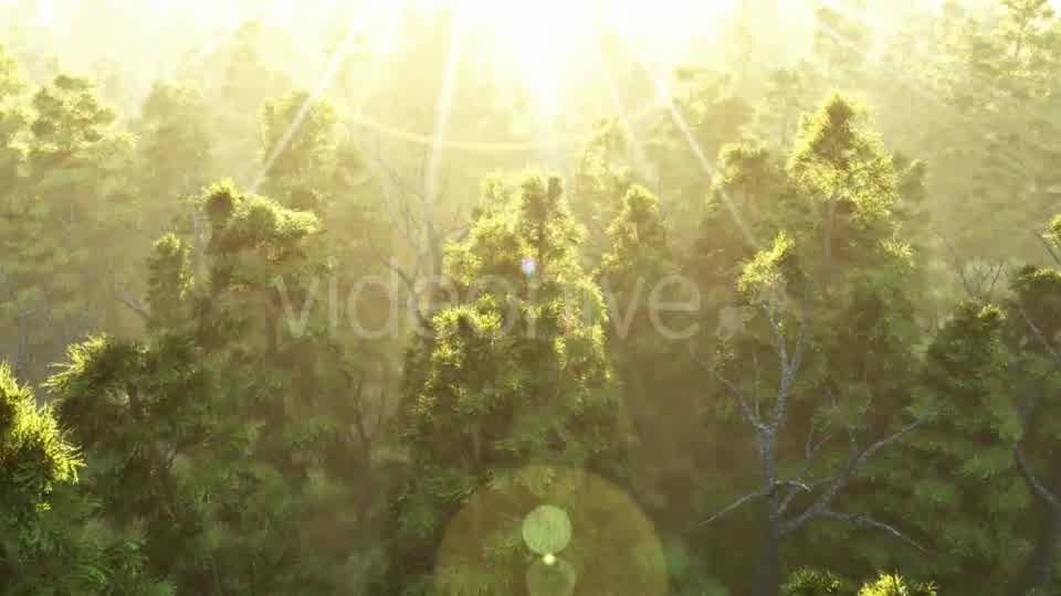 Green Forest at Sunset Videohive 19072667 Motion Graphics Image 8