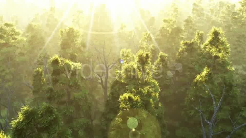 Green Forest at Sunset Videohive 19072667 Motion Graphics Image 9