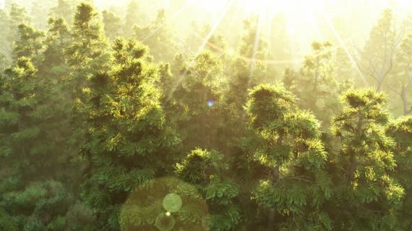 Green Forest at Sunset - Videohive Download 19072667