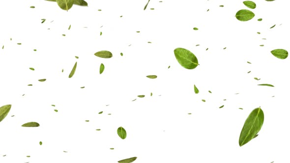 Green Leaf Falling - 20545143 Download Videohive