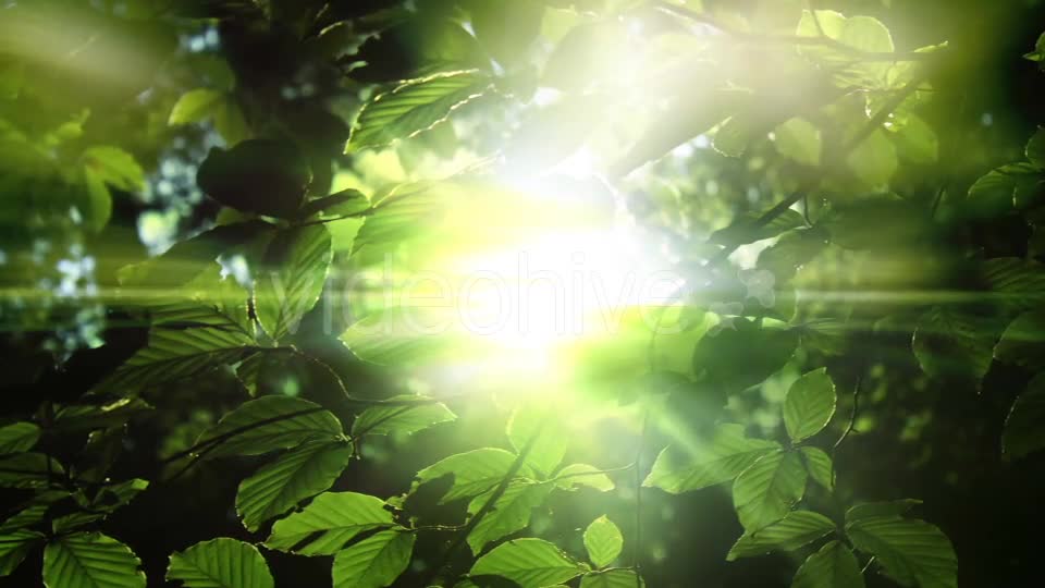 Green Leaves And Light Background Videohive 15742878 Motion Graphics Image 1