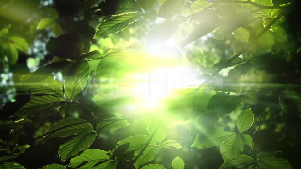 Green Leaves And Light Background Videohive 15742878 Motion Graphics Image 10