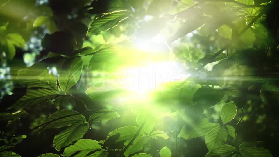 Green Leaves And Light Background Videohive 15742878 Motion Graphics Image 11