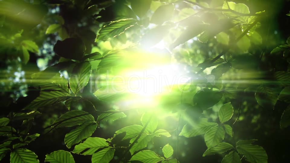Green Leaves And Light Background Videohive 15742878 Motion Graphics Image 2