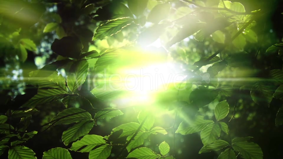 Green Leaves And Light Background Videohive 15742878 Motion Graphics Image 3