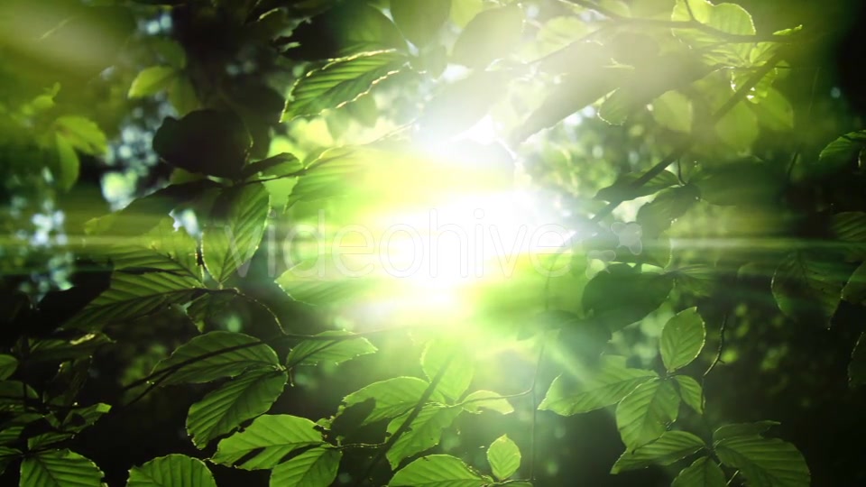 Green Leaves And Light Background Videohive 15742878 Motion Graphics Image 4