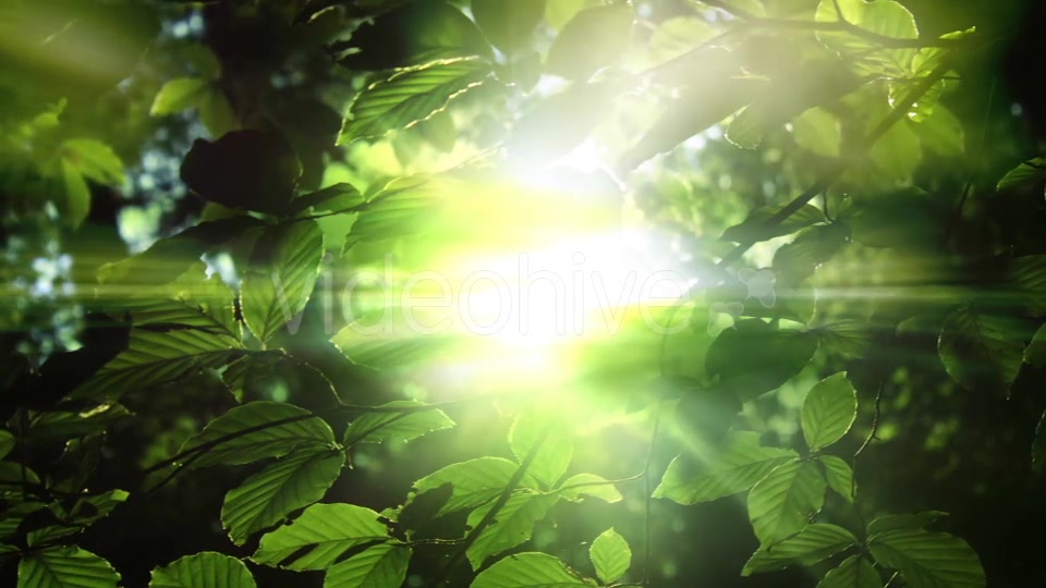 Green Leaves And Light Background Videohive 15742878 Motion Graphics Image 5