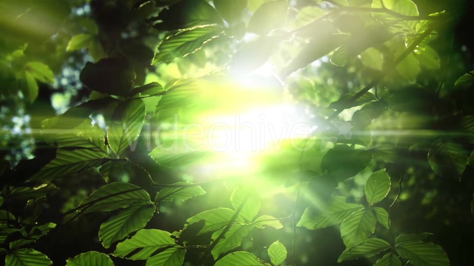 Green Leaves And Light Background Videohive 15742878 Motion Graphics Image 6