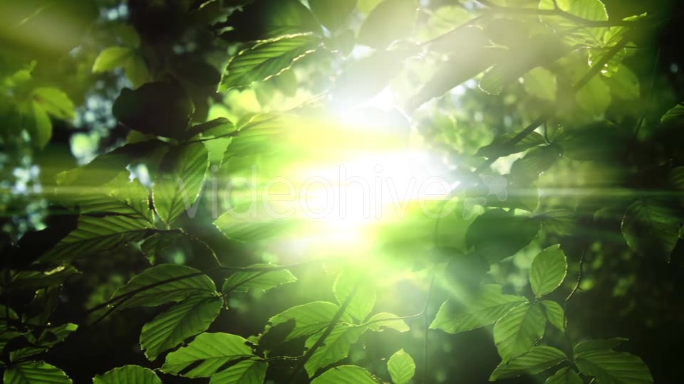 Green Leaves And Light Background Videohive 15742878 Motion Graphics Image 7