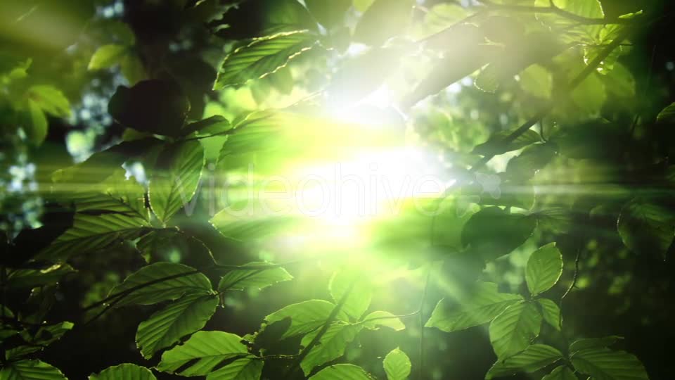 Green Leaves And Light Background Videohive 15742878 Motion Graphics Image 8