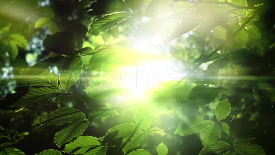 Green Leaves And Light Background Videohive 15742878 Motion Graphics Image 9