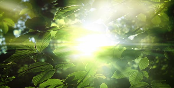 Green Leaves And Light Background - Download Videohive 15742878