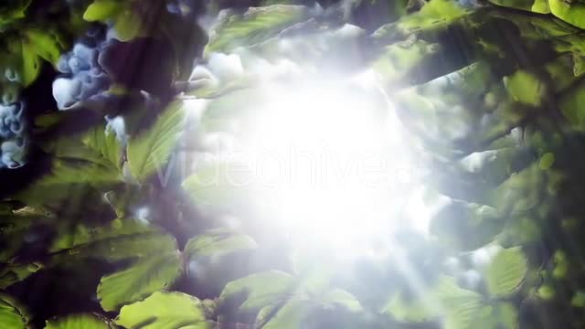 Green Leaves Background And Bright Light Videohive 12664787 Motion Graphics Image 1