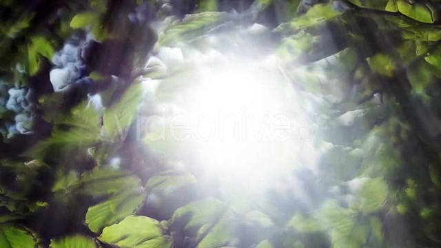 Green Leaves Background And Bright Light Videohive 12664787 Motion Graphics Image 10
