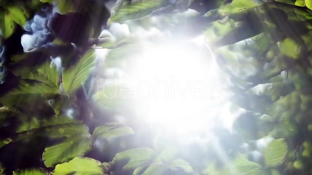 Green Leaves Background And Bright Light Videohive 12664787 Motion Graphics Image 2