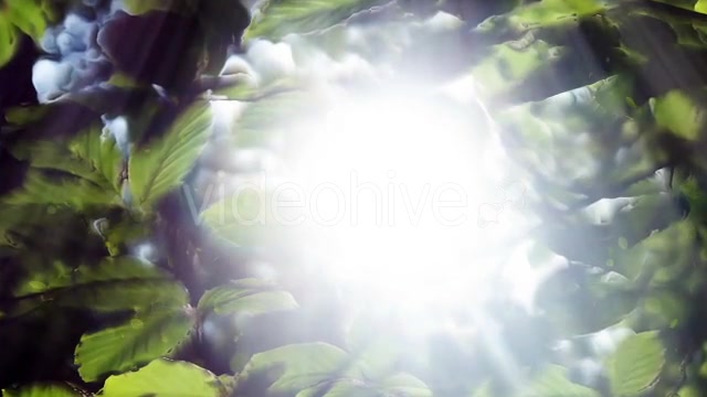 Green Leaves Background And Bright Light Videohive 12664787 Motion Graphics Image 3