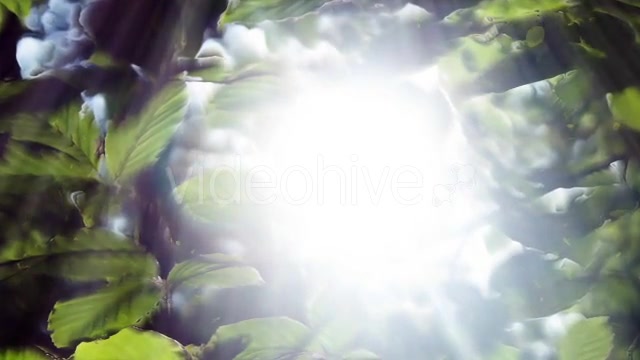 Green Leaves Background And Bright Light Videohive 12664787 Motion Graphics Image 4