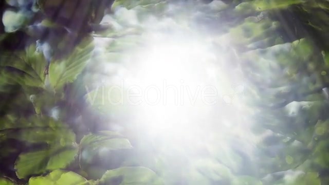 Green Leaves Background And Bright Light Videohive 12664787 Motion Graphics Image 5