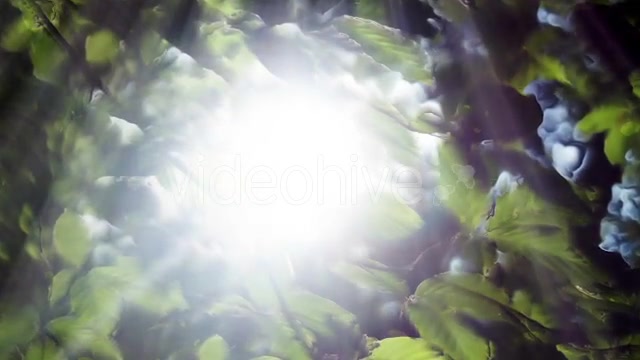 Green Leaves Background And Bright Light Videohive 12664787 Motion Graphics Image 7