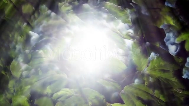 Green Leaves Background And Bright Light Videohive 12664787 Motion Graphics Image 8
