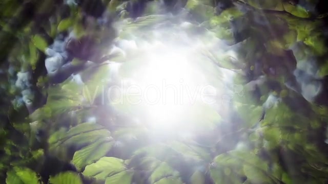 Green Leaves Background And Bright Light Videohive 12664787 Motion Graphics Image 9