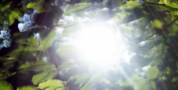 Green Leaves Background And Bright Light - Videohive 12664787 Download