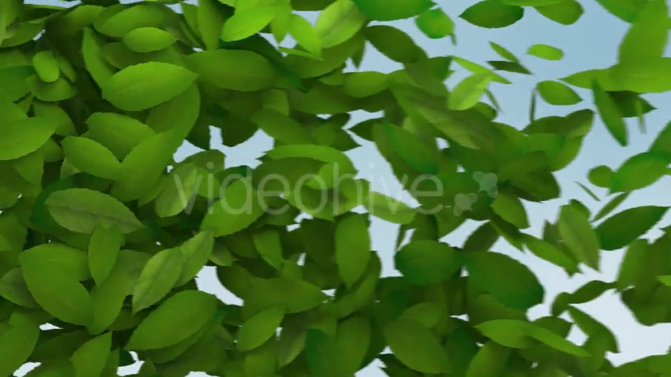 Green Leaves Transition Videohive 10997829 Motion Graphics Image 5