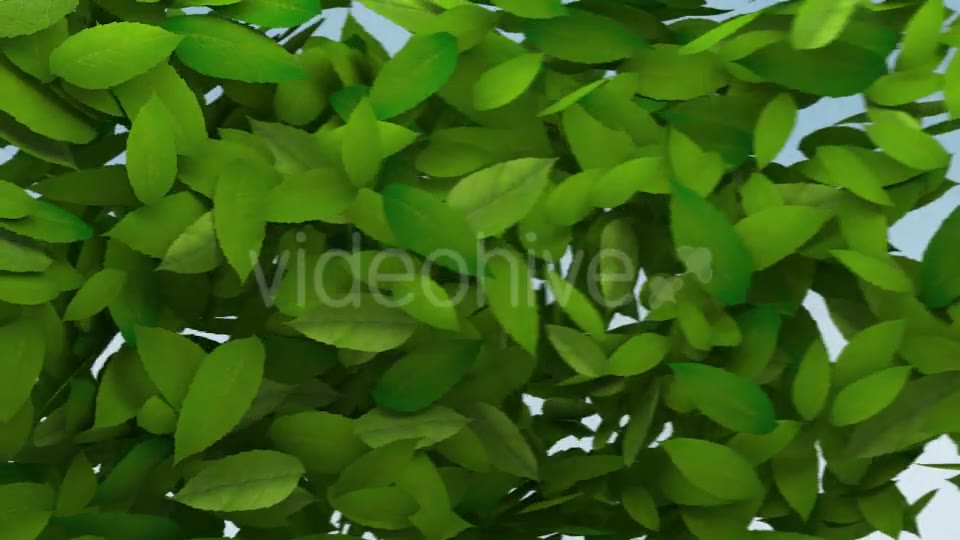 Green Leaves Transition Videohive 10997829 Motion Graphics Image 8