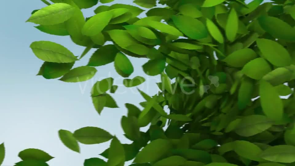 Green Leaves Transition Videohive 10997829 Motion Graphics Image 9