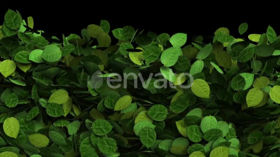 Green Leaves Transition Videohive 25510916 Motion Graphics Image 7