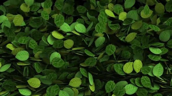 Green Leaves Transition - Videohive Download 25510916