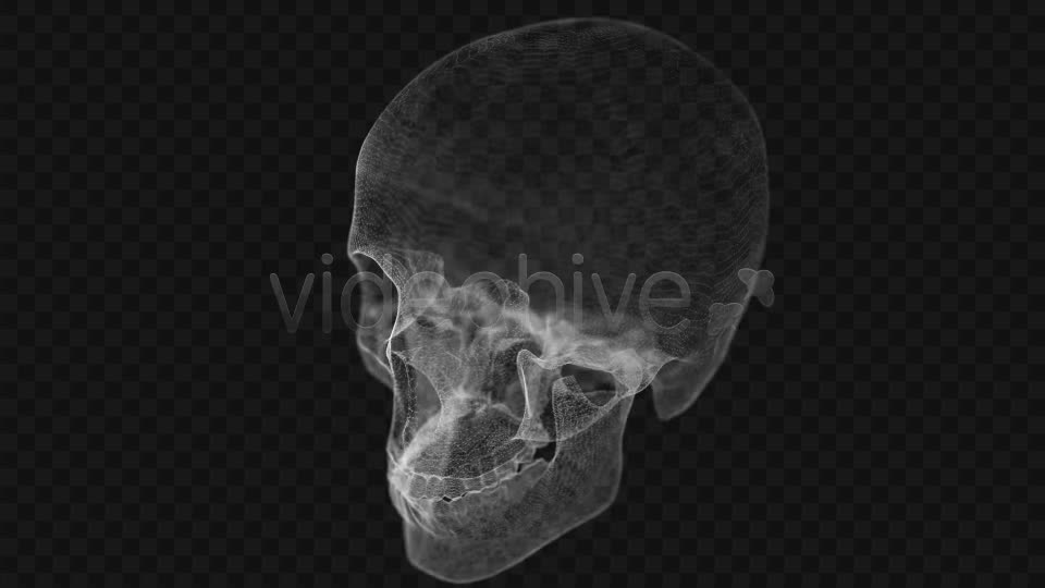 Grid of Human Skull 2 Videohive 14458441 Motion Graphics Image 1