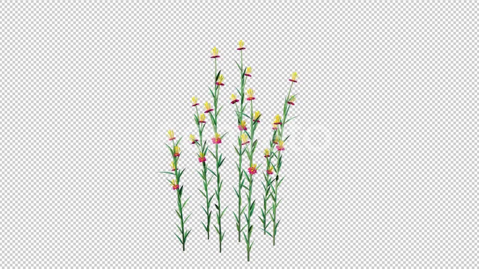 Grow Flowers 4K Videohive 22969930 Motion Graphics Image 5
