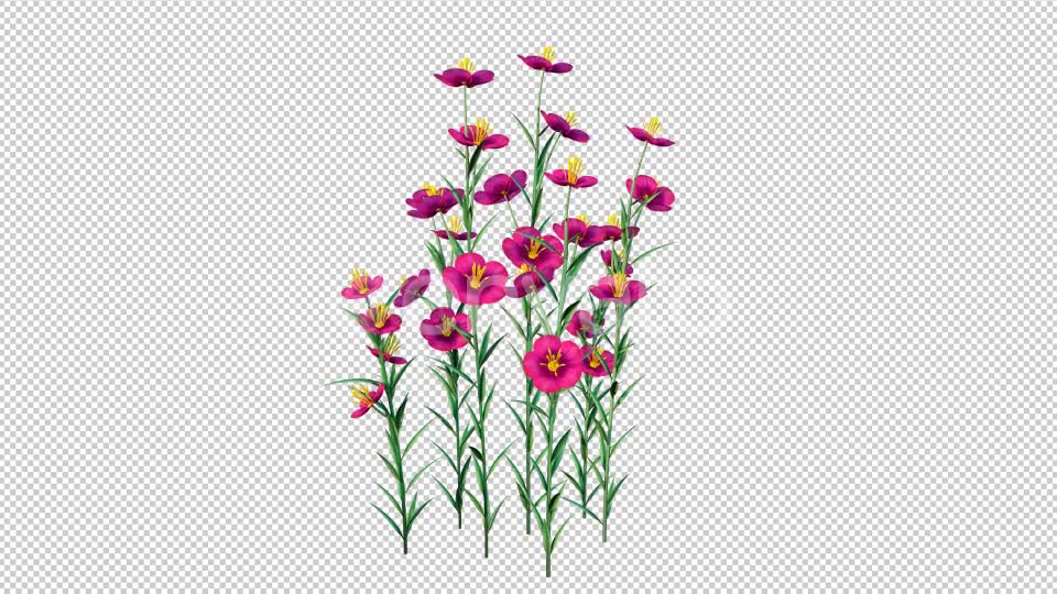 Grow Flowers 4K Videohive 22969930 Motion Graphics Image 6
