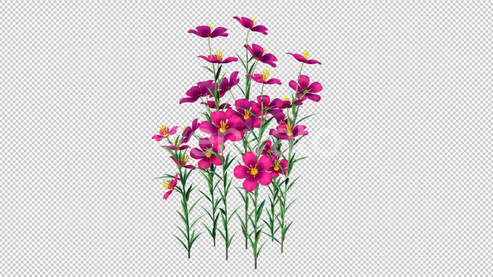Grow Flowers 4K Videohive 22969930 Motion Graphics Image 7